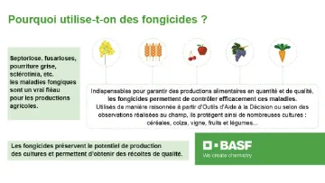 Pourquoi les fongicides sont-ils nécessaires ?